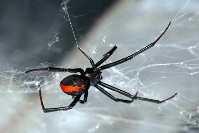 Black widow spiders with their distinctive markings are actually quite tiny, only about 1.5" in length